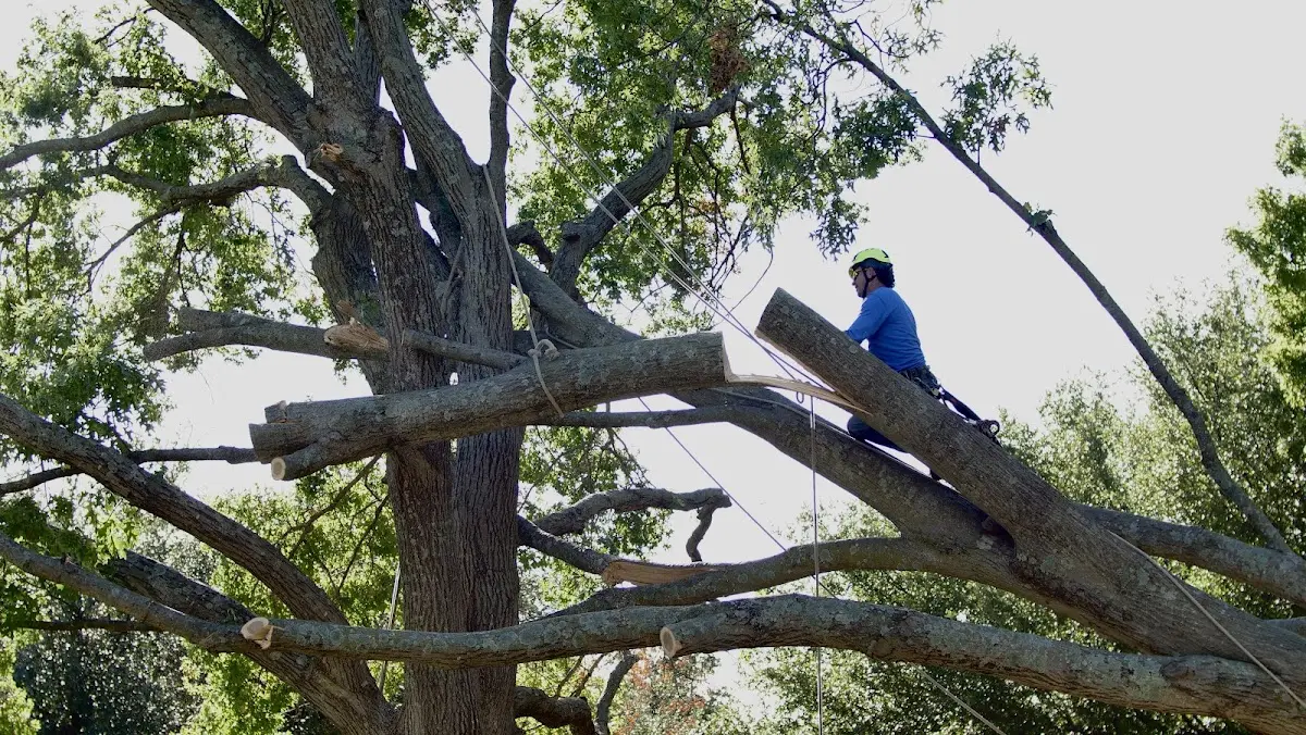 Professional Crown Thinning performed by certified arborists in Jenkinjones