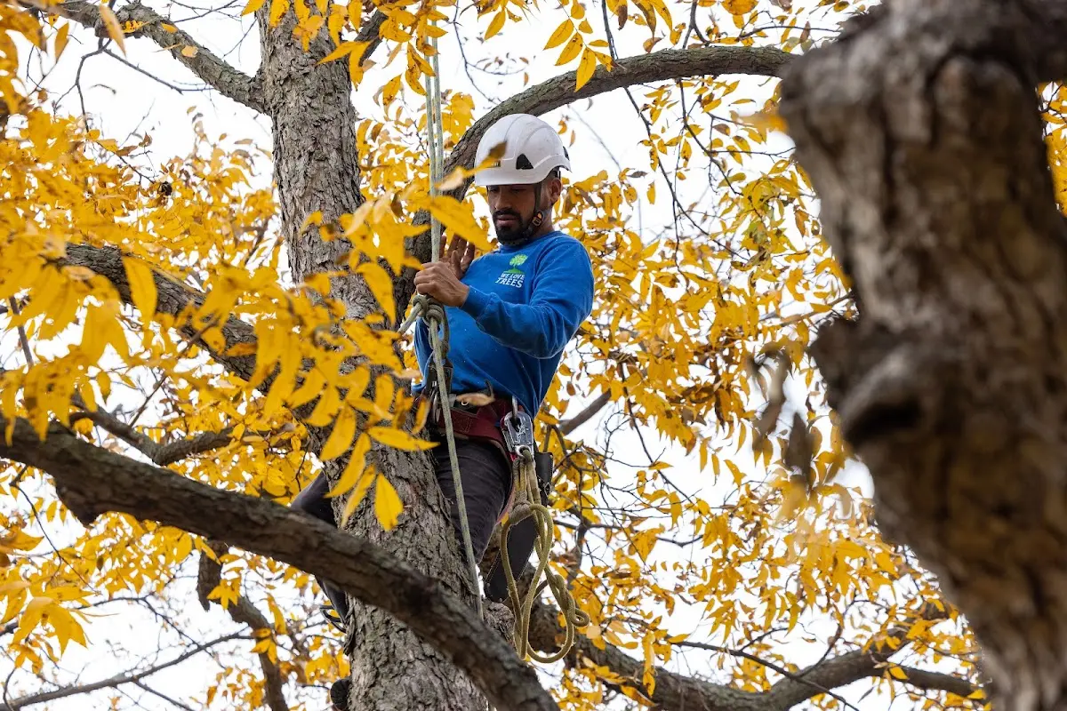 Skilled Tree Pruning crew working in Jenkinjones