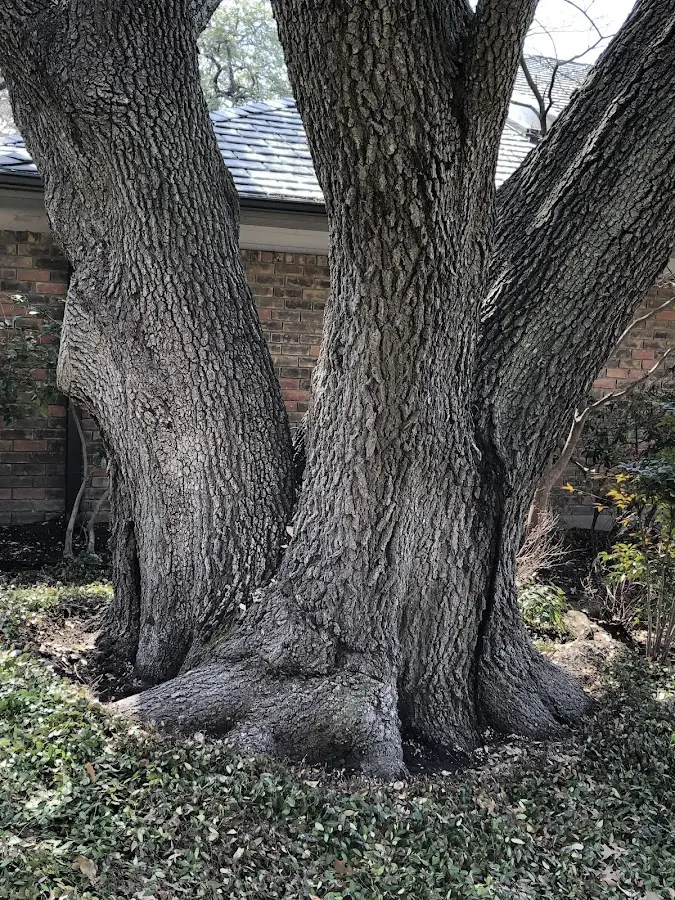 Mature heritage tree close to a Jenkinjones property cared for by certified arborists