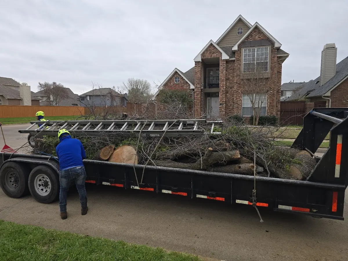 Expert Tree Removal with proper safety equipment in Jenkinjones